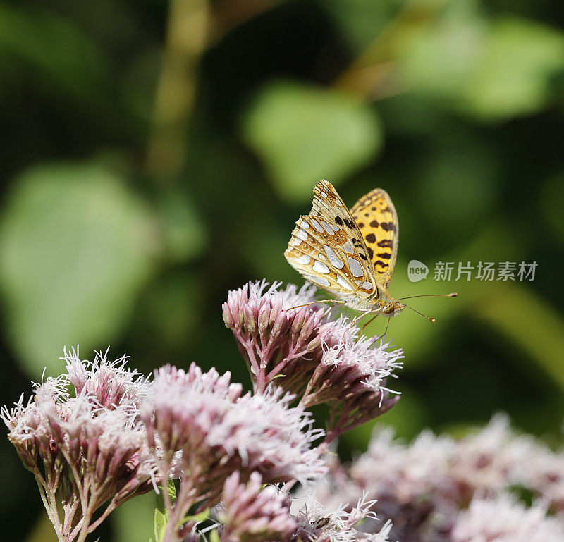 西班牙贝母蝶女王(Issoria lathonia)